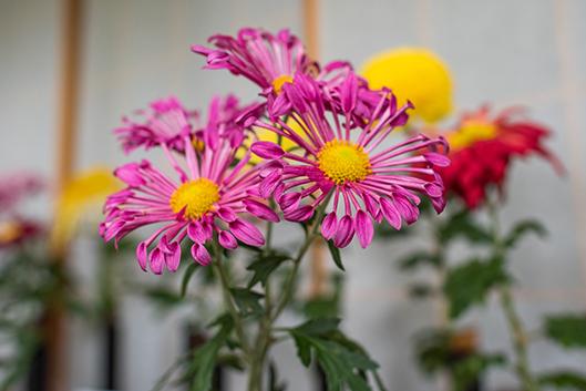four pink chrysanthemums with yellow and red mums in the background
